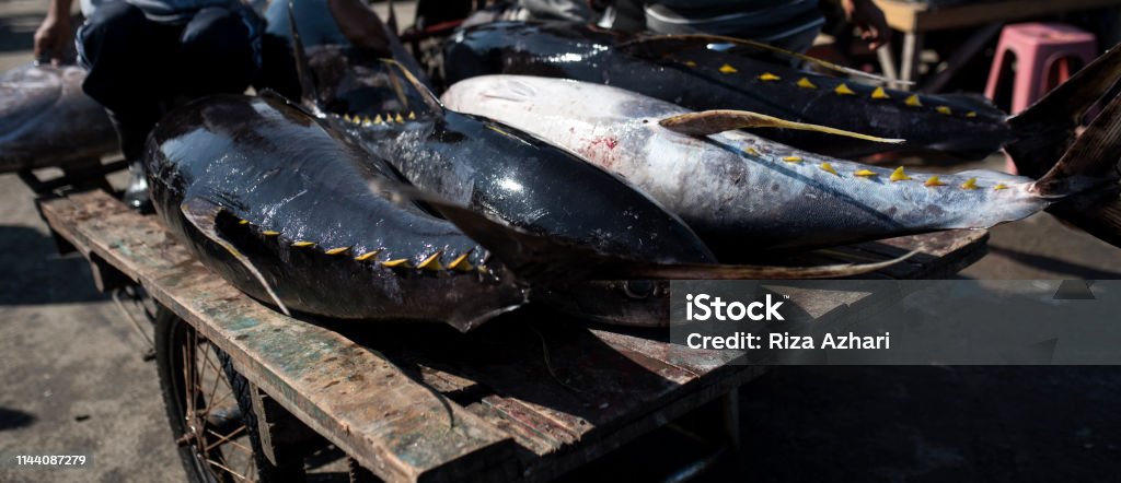 Big and Fresh Tuna Big and Fresh Tunain Lampulo Port, Aceh, Indonesia Aceh Stock Photo