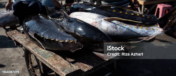 Big And Fresh Tuna Stock Photo - Download Image Now - Aceh, Animal Blood, Animal Fin