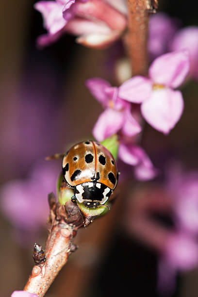 occhi (anatis occelata coccinella seduta su daphne mezereum - insect animal eye flower flower head foto e immagini stock