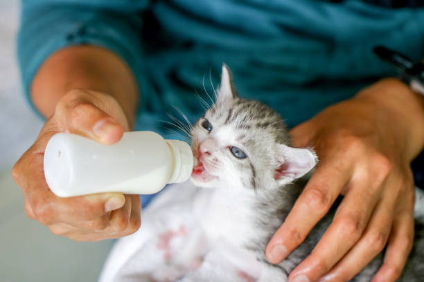 kobieta karmiąca mały kotek mlekiem kotka z butelki - white domestic cat kitten young animal zdjęcia i obrazy z banku zdjęć