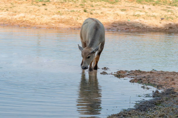 istock Thai buffalo portrait. 1144088776