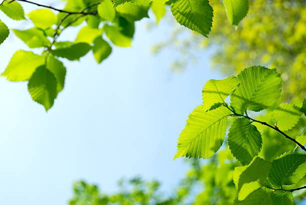 istock green young leaves and blue sky 114409029