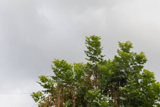 istock tree waving on heavy wind at rainy day 1144090639