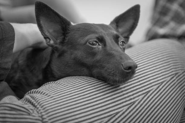 End of life photoshoot of elderly dog.