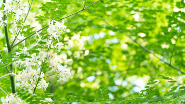 Moringa flowers on tree Moringa flowers on tree moringa leaves stock pictures, royalty-free photos & images