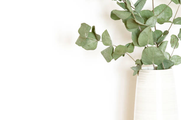 istock Dry Eucalyptus branches in vase on white background. Copy space. - Image 1144092915