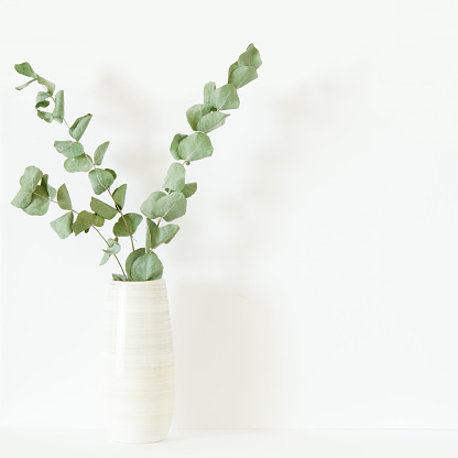 genert Reporter følelse Dry Eucalyptus Branches In Vase On White Background Copy Space Image Stock  Photo - Download Image Now - iStock