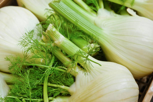 gros plan de fenouil frais sur le marché fermier - fenouil photos et images de collection