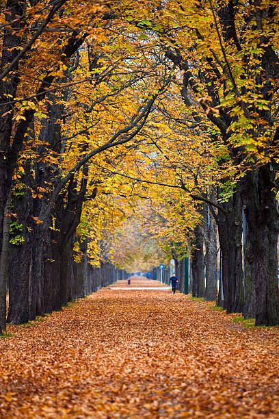 istock autumn forest trail / alley with jogger 114409933