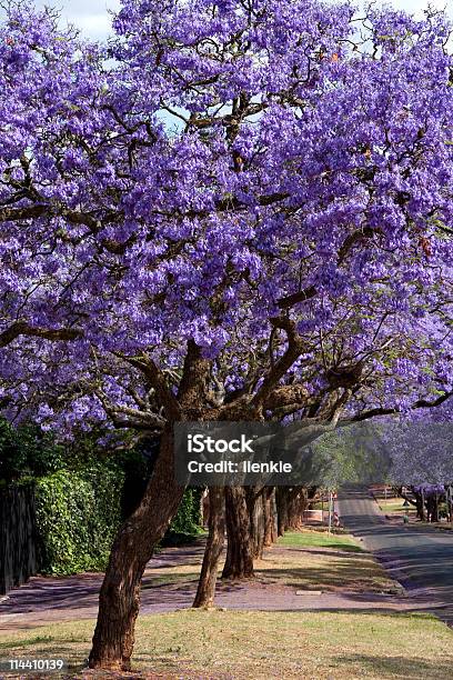 Rows Of Vibrant Purple Jacaranda Trees In Full Bloom Stock Photo - Download Image Now