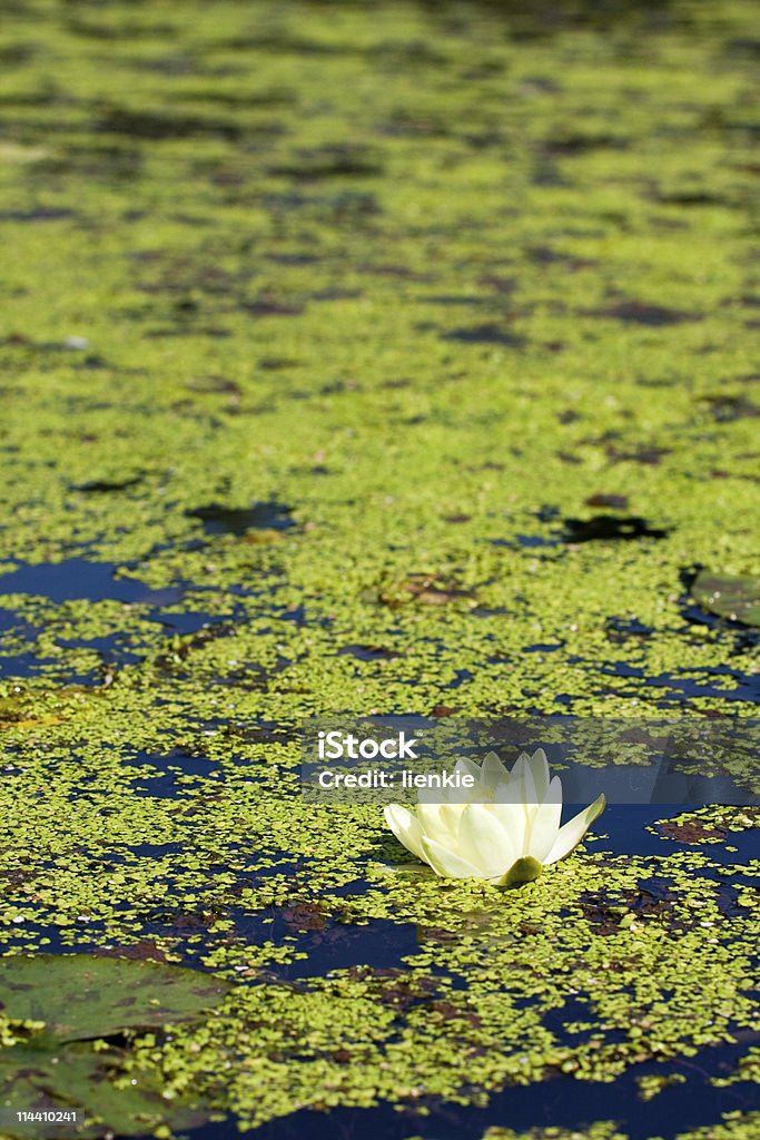 nénuphar - Photo de Arbre en fleurs libre de droits