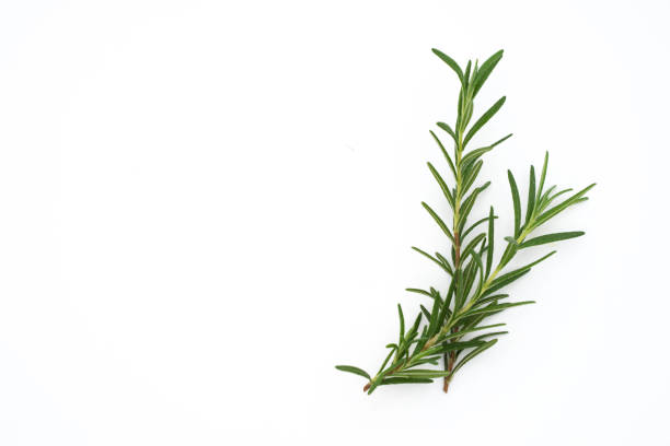 istock a branch of rosemary on white background 1144103719