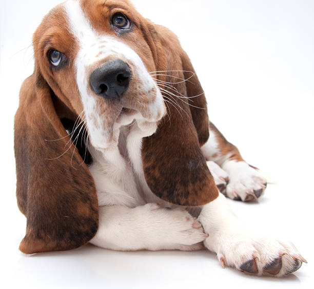 istock basset hound puppy closeup 114410597