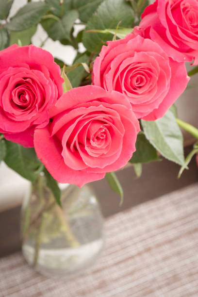istock Beautiful lush red rose flower in full bloom 1144108112