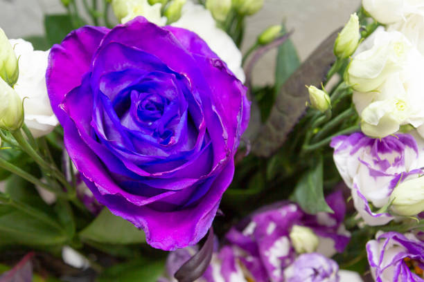istock Beautiful lush purple rose flower in full bloom 1144108183