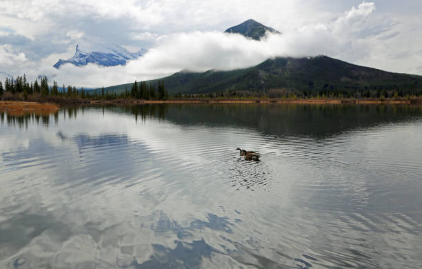 istock Goose on Vermilion Lake 1144109508