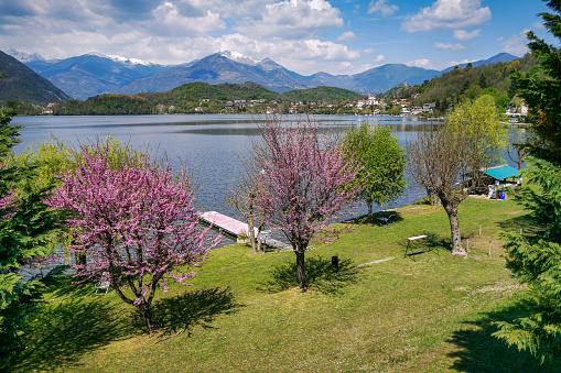 Amazing landscape with colorful cherry trees on the shores of Lago Grande, Avigliana, Piedmont, Italy