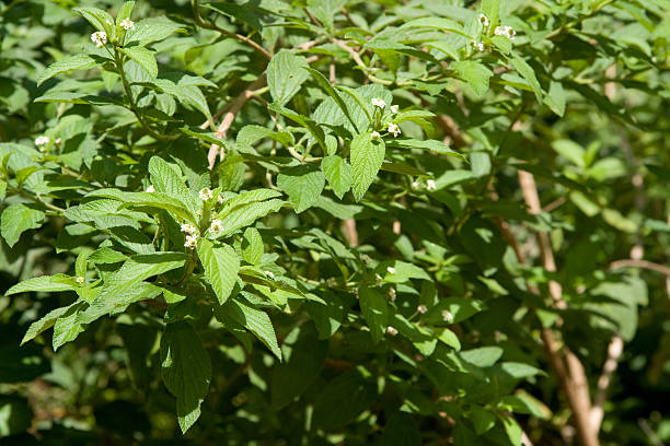 istock zinziba plant 114411001