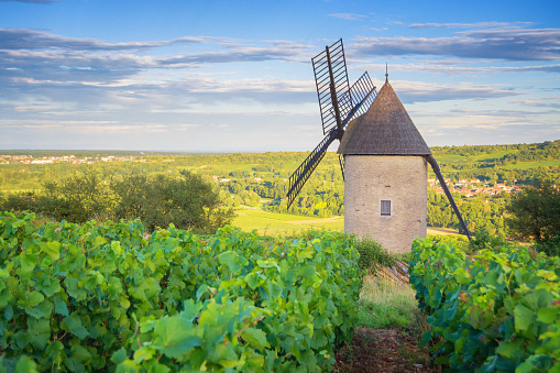 Burgundy Vineyard and Windmill near Santenay - France