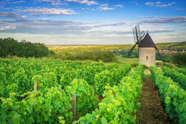 viñedo de borgoña y molino de viento cerca de santenay-france - cote dor fotografías e imágenes de stock