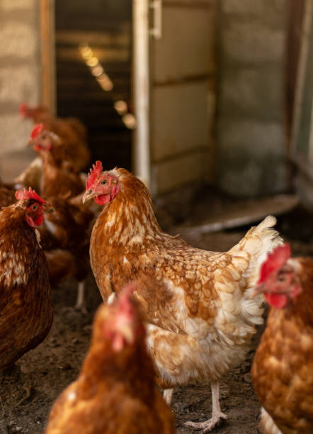 the hens in the chicken coop went out for a walk and watched in amazement stock photo