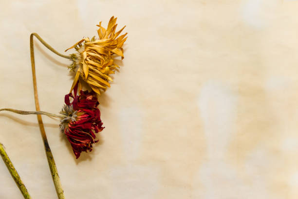istock concept of passing time with wilted flowers on old papers 1144113350