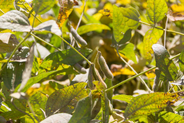 istock close up view of soy beans on plants 1144113389