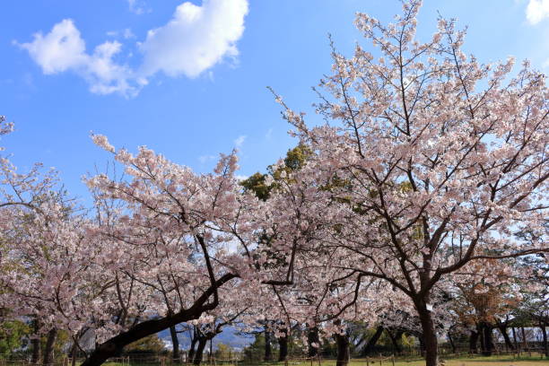 istock Cherry blossoms in Kochi Park (Kochi Prefecture) 1144114249