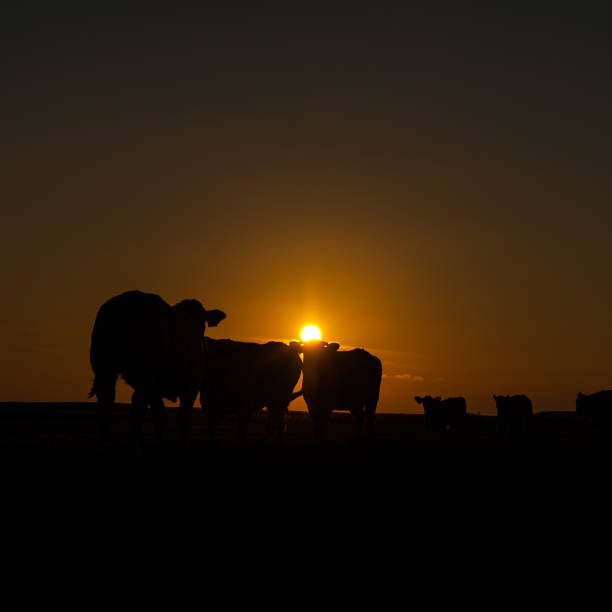 istock Cattle Grazing on the Frisian Mud Flats 1144114303