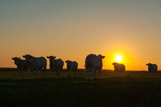istock Cattle Grazing on the Frisian Mud Flats 1144114307