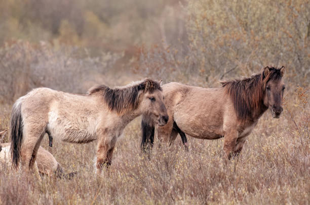 istock Konik Horses in Northern Groningen 1144114329