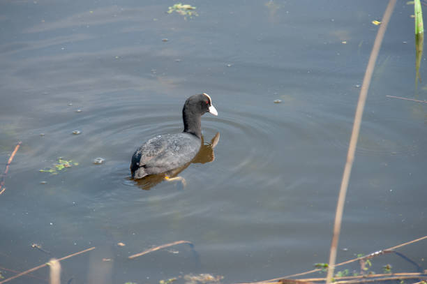 A fouraging coot, swimming in a pool of water in the Nature Area Bourgoyen Ossemeersen, near Ghent, Belgium