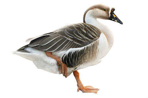 Canada goose closeup cutout isolated on a white background