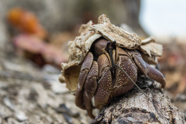 cangrejo ermitaño - land hermit crab fotografías e imágenes de stock