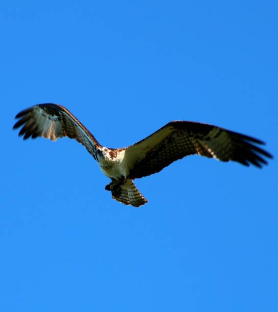 istock Osprey flies through the Skies 1144116527