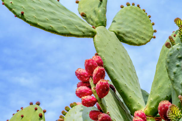 istock Cactus plant with red berries and sky background 1144116658