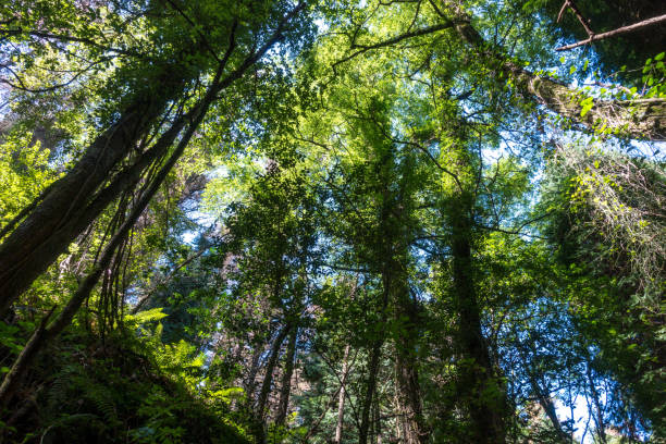 istock Hiking in the Basque Country forests 1144122320