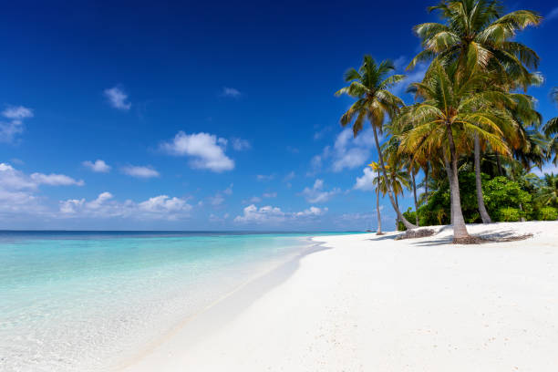 istock Tropical beach with coconut palm trees and turquoise waters 1144122574