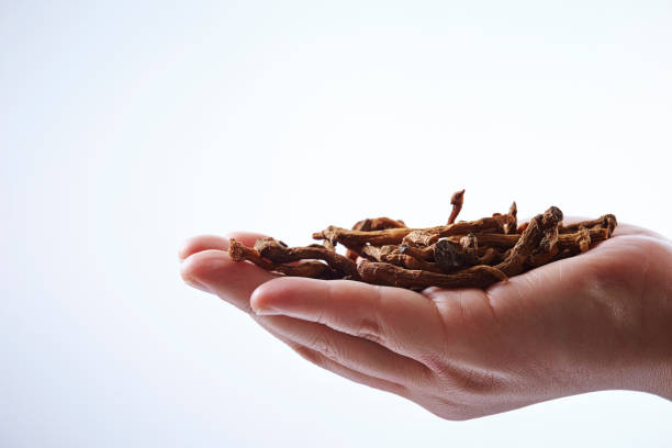 Chinese herbal medicine in hand