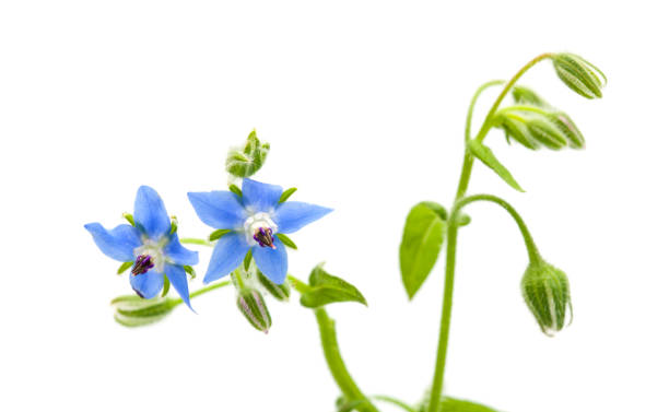 istock blue flowers of borage 1144122955