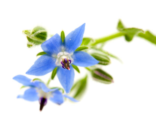 istock blue flowers of borage 1144122962