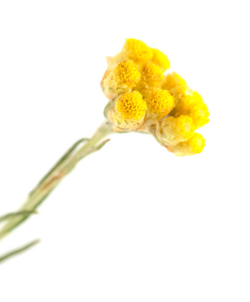 флора кантабрии - helichrysum stoechas - papery стоковые фото и изображения