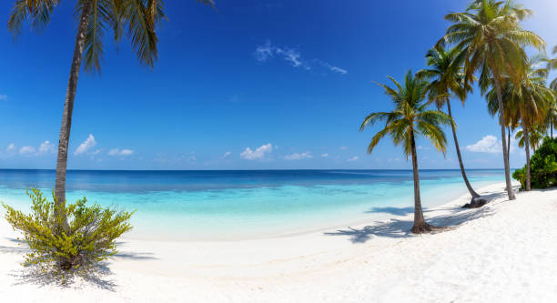 istock Wide panorama view of a tropical paradise beach 1144124792