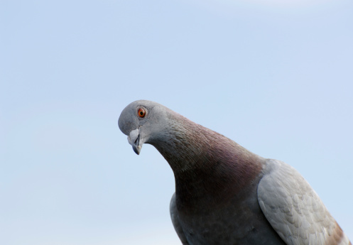 pigeon looking at camera in a judgemental manner.