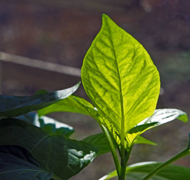 istock green pepper seedling leaf lit by the sun 1144127398