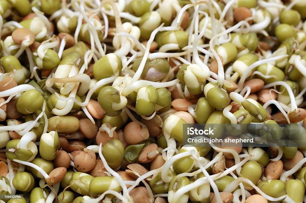 ��レンズ豆もやし、緑豆、健康食品背景 - カラー画像のロイヤリティフリーストックフォト