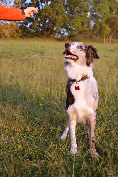 istock OWNER TRAINING BORDER COLLIE DOG IN OBEDIENCE AT PARK. 1144127978