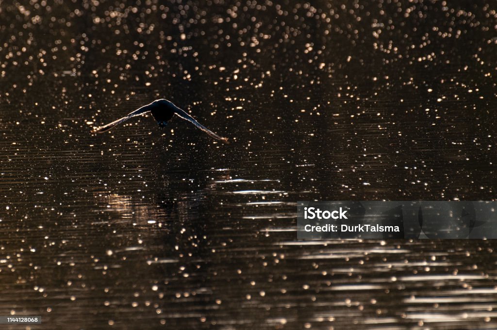 Eurasian coot in East Flanders Backlit image of a flying eurasian coot - Fulica atra - during magic hour, along the Dender River. East Flanders, Belgium. Animal Stock Photo