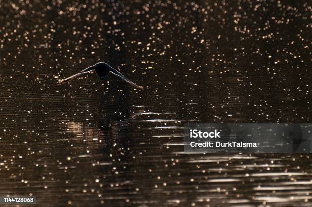 Eurasian Coot In East Flanders Stock Photo - Download Image Now - Animal, Animal Wildlife, Animals In The Wild