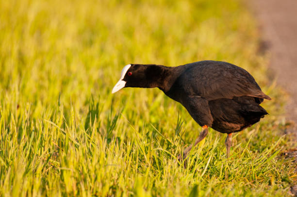 istock Eurasian coot in East Flanders 1144128086